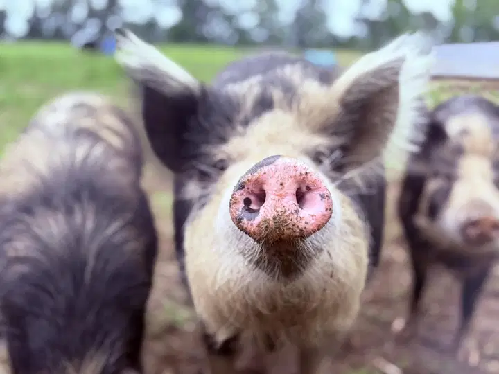 Ossabaw pigs at Risen Acres, one curious piglet close to the camera