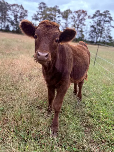 Young reddish-brown Dexter calf in a grassy paddock