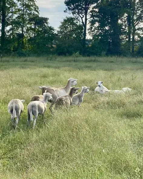 Katahdin sheep and lambs grazing in the Risen Acres pasture